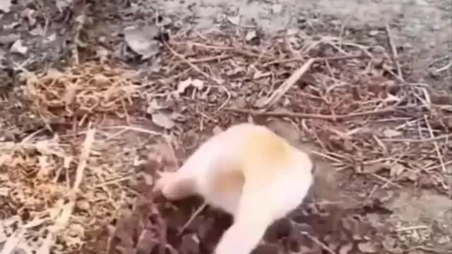 Funniest Animals 🐧 - Best Of The 2020 Funny Animal Videos 7