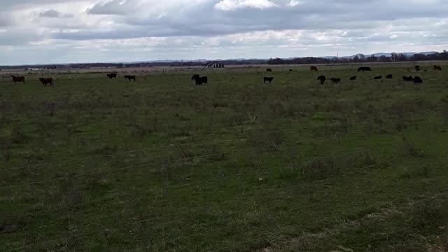 Bald Eagle near Williamsport, Ohio November 13th, 2021
