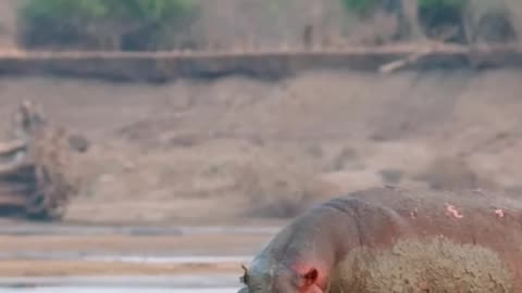 Young Lion are no match for Hippo