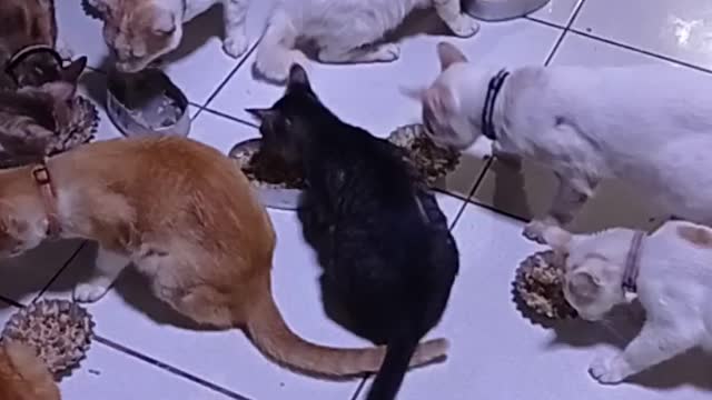 Feeding Of My Cats