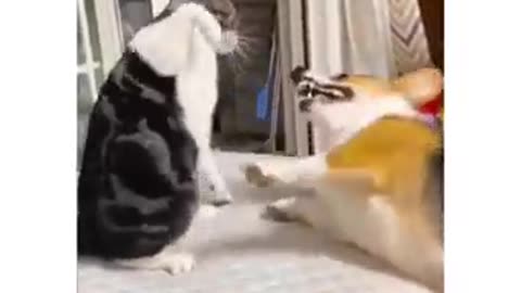 Cat dog love playing with each other #viral