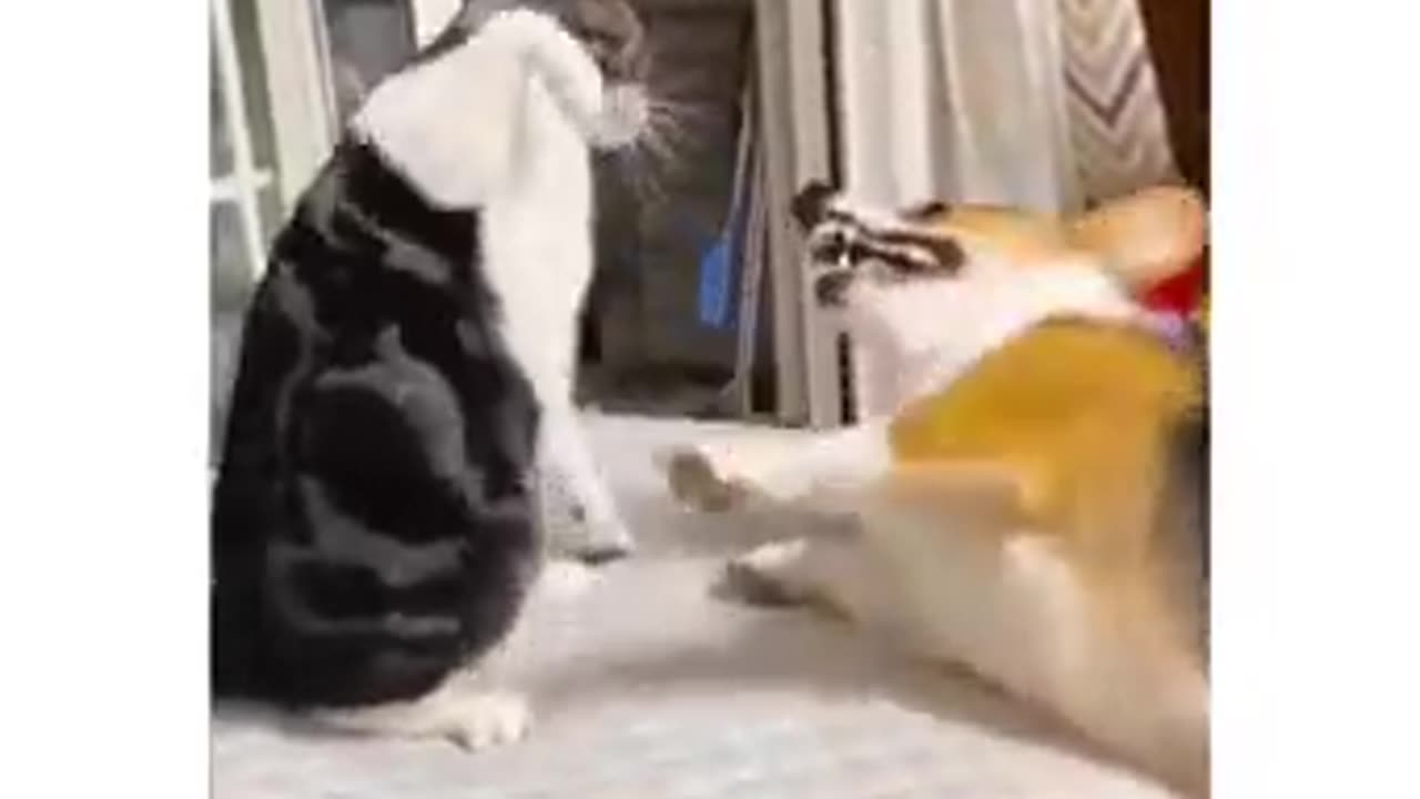 Cat dog love playing with each other #viral