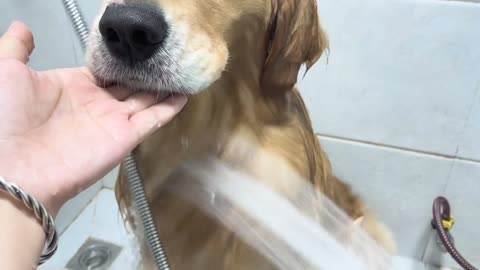 The process of bathing the dog is very gentle, and the fur is also very soft