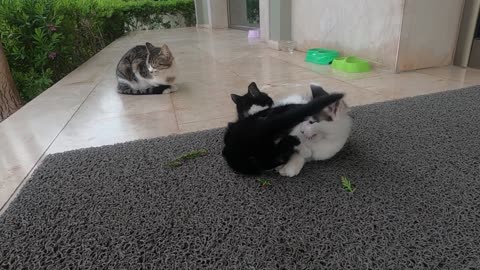 Wrestling game of cute kittens