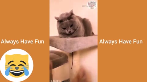 Cat funny video