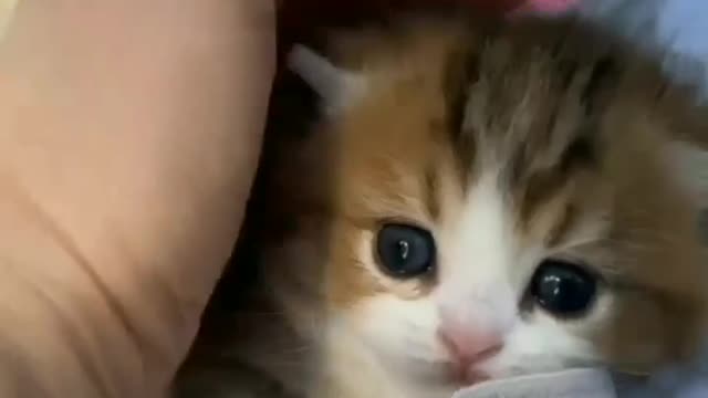 adorable cat wakes up from his nap and stretches when caressed.