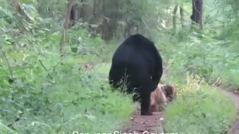 Tiger vs bear