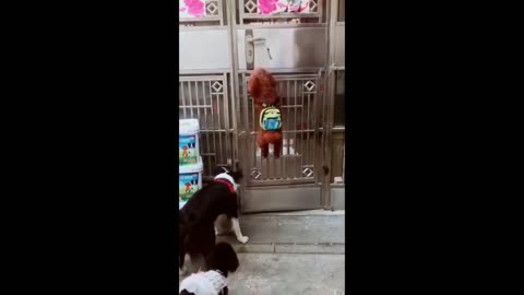 Super Smart and Cute dogs
