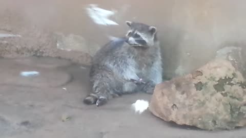 Pervy racoon