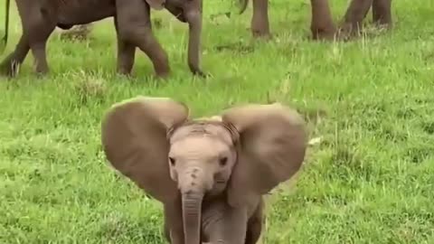 Small elephant 🐘