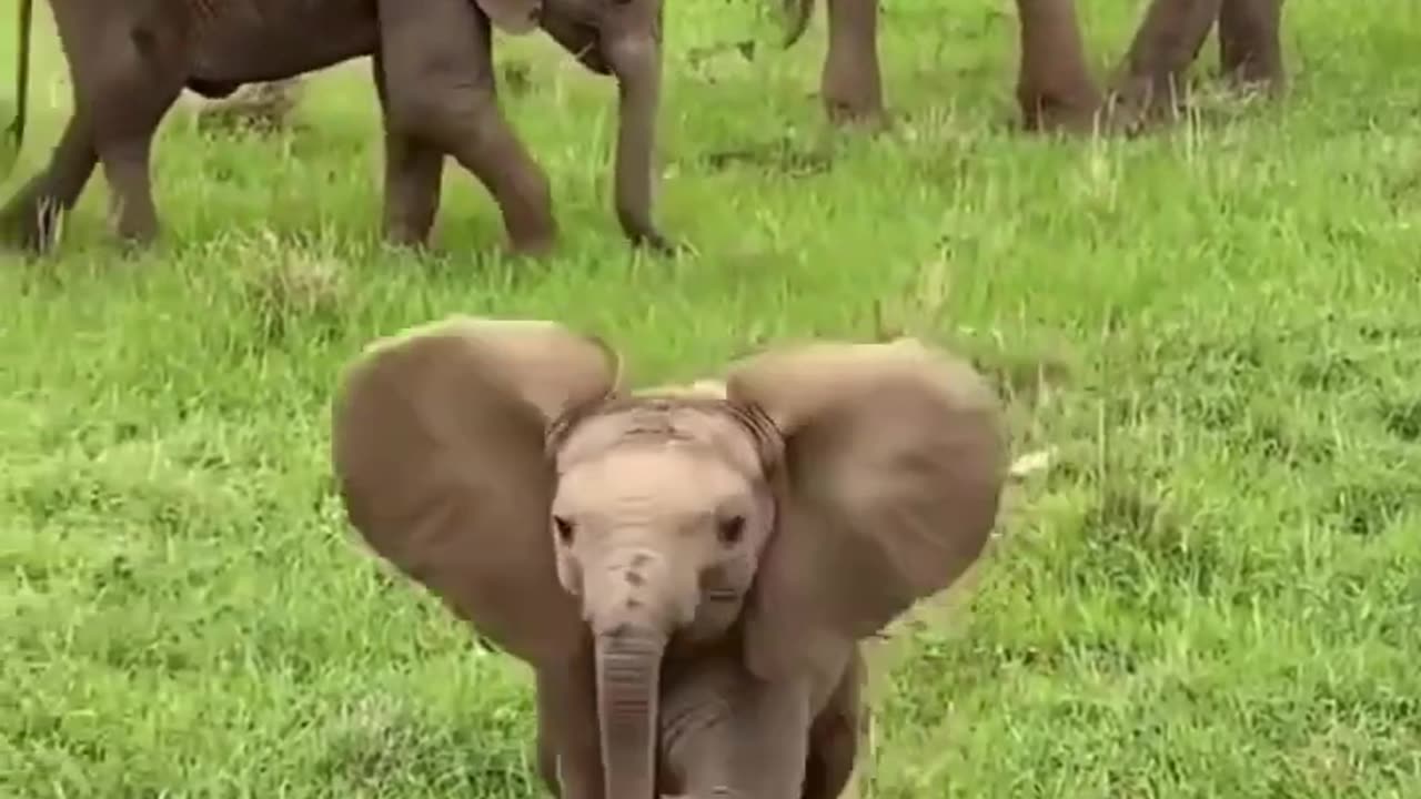 Small elephant 🐘