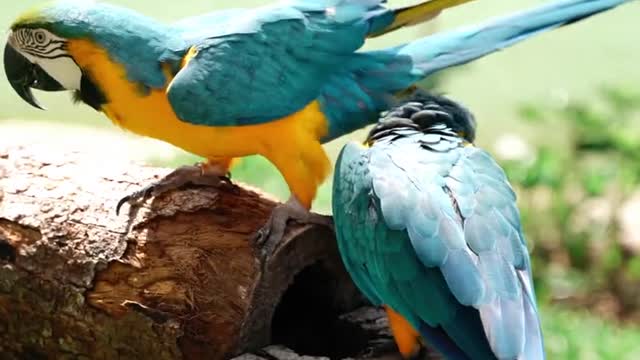 Parrots on a Log