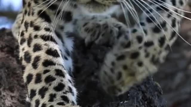 The leopard