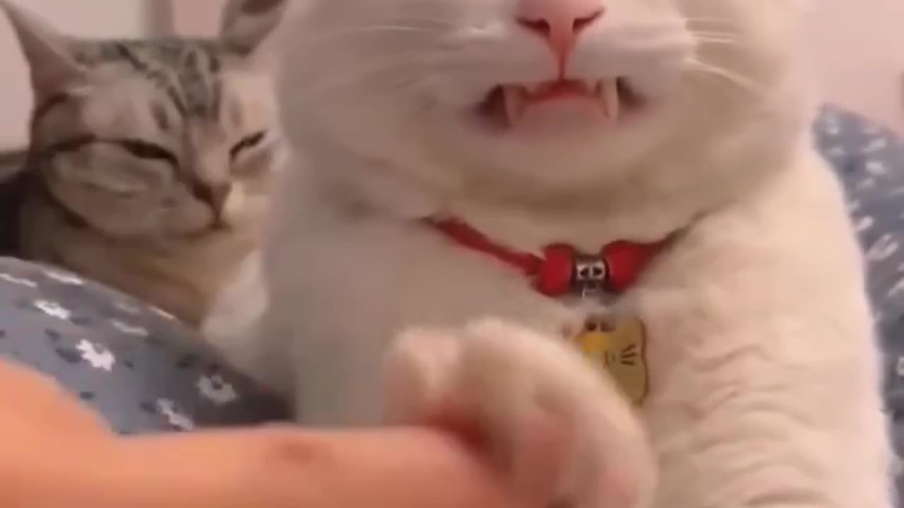 Cat 😺 funny video