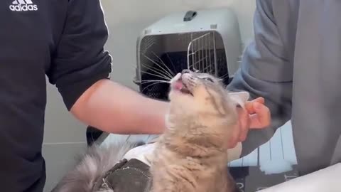 HOW TO DEAL WITH ANGRY CAT AND FEROCIOUS CAT