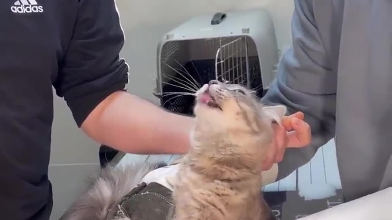 HOW TO DEAL WITH ANGRY CAT AND FEROCIOUS CAT