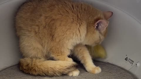 The kitten loves to be mother duck. Kitten and duckling sleep together