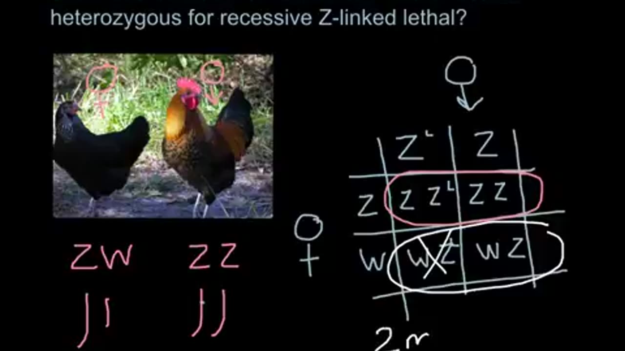 X-linked lethal gene cross