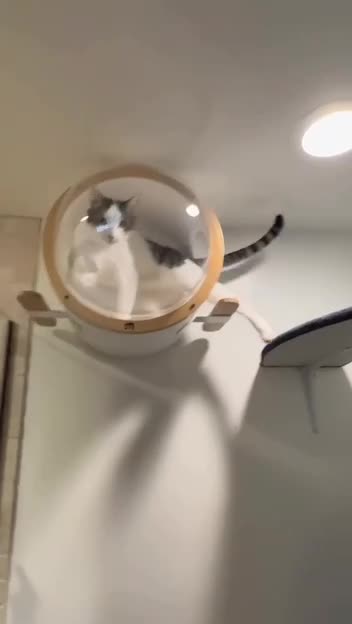 These cats will never be bored 😊😊