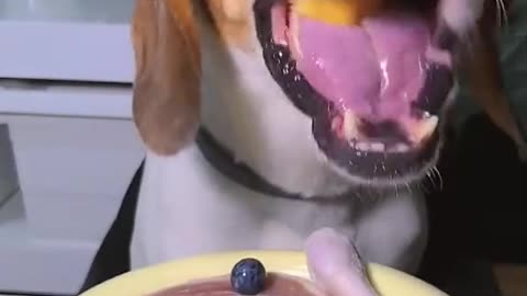 How to feed a dog