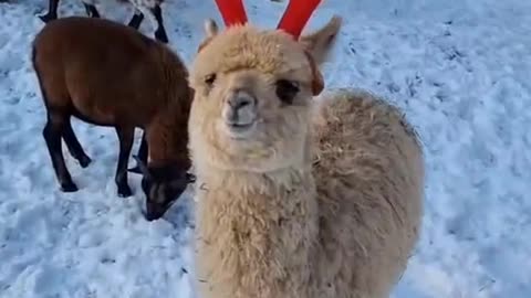 Don't alpacas look good