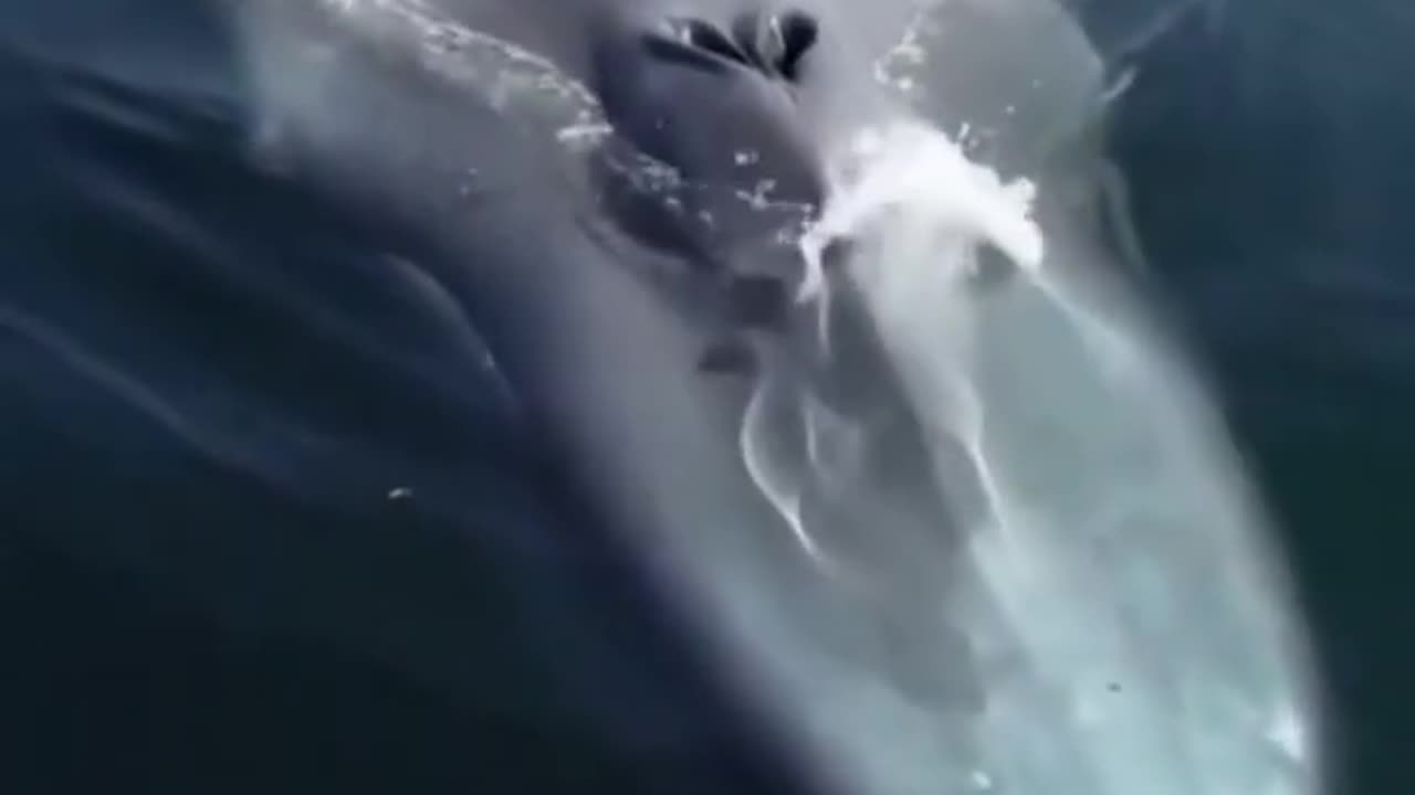 Whale spouting water #short