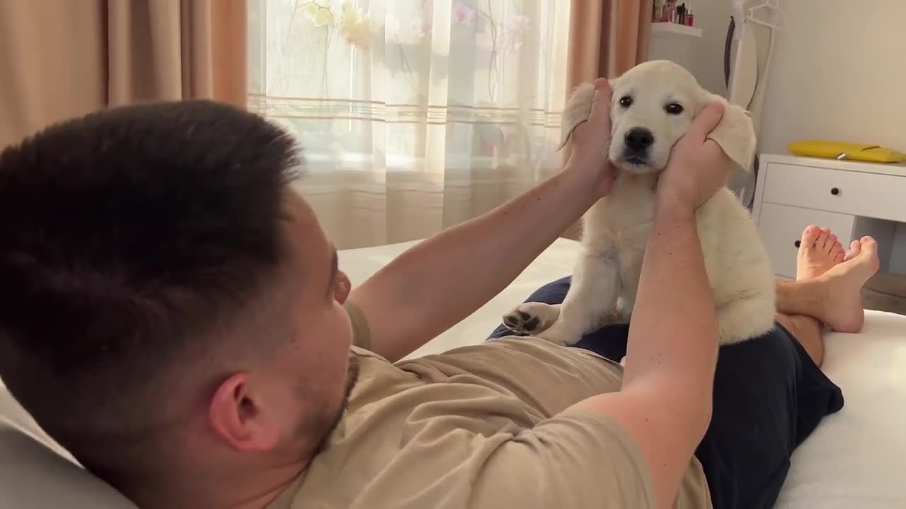 Pretending My Golden Retriever Puppy Bite Hurt [Cuteness Overload]