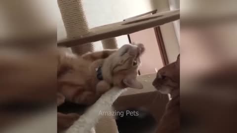 FUNNIEST CAT AND DOG VIDEOS