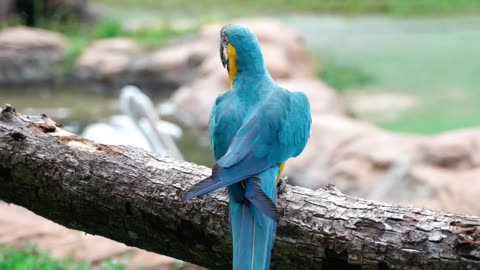 cute Parrot Macaw