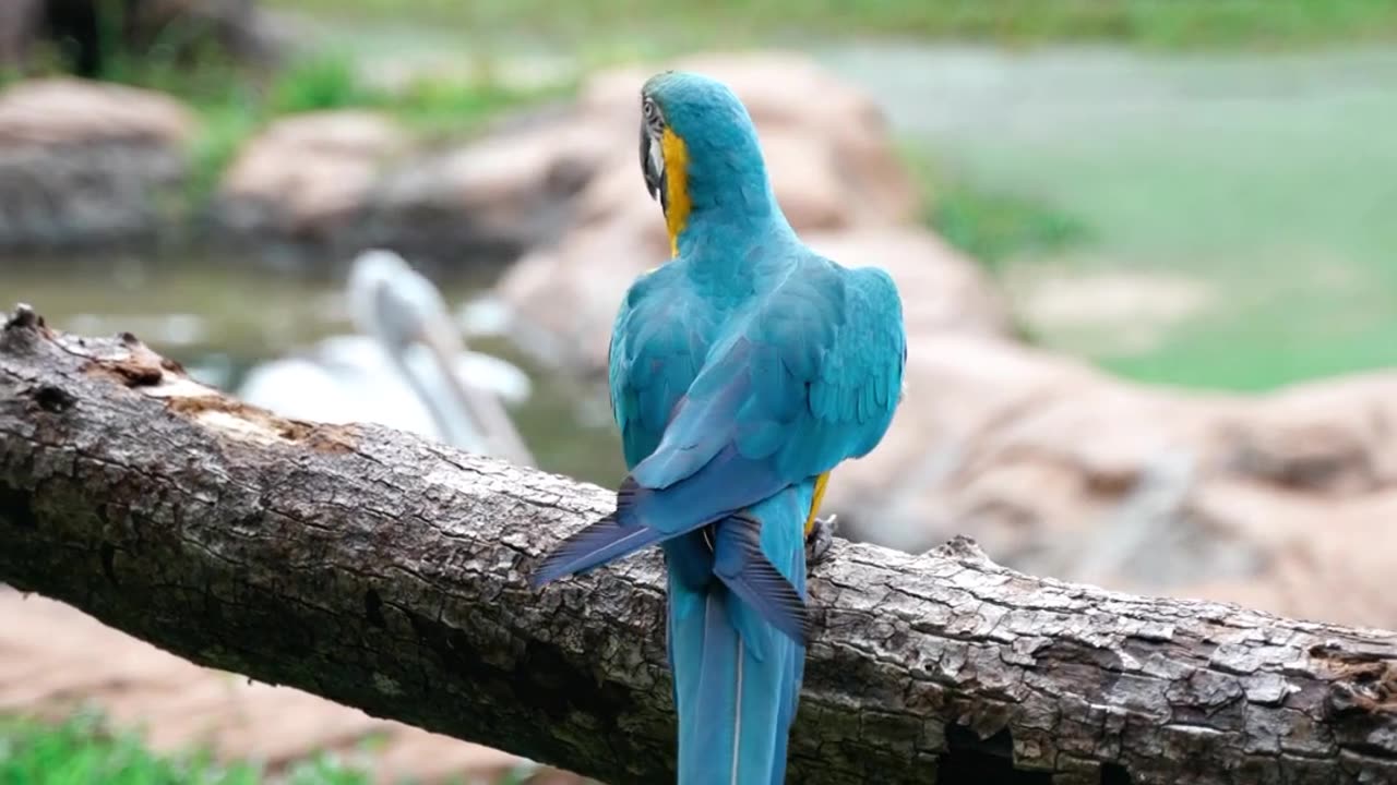 cute Parrot Macaw