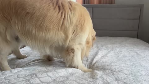 Golden Retriever Meets Funny Kittens