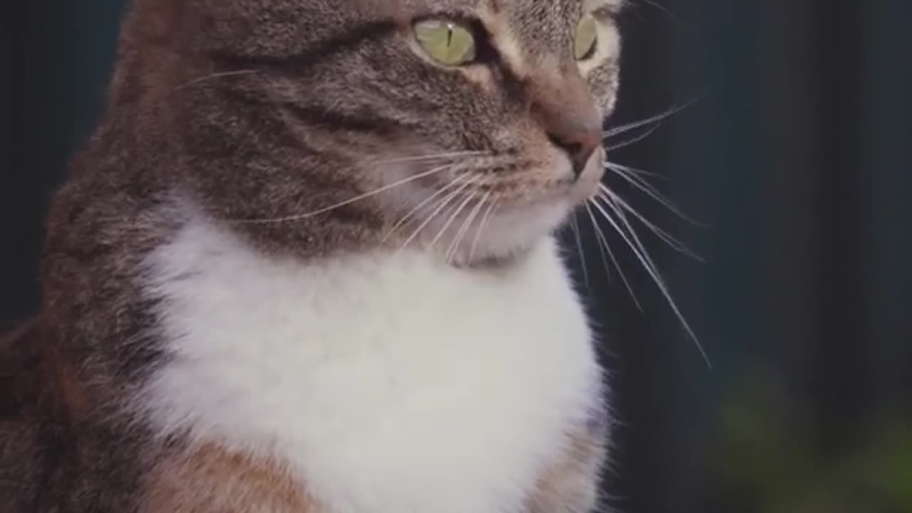 Cat and funny cat video