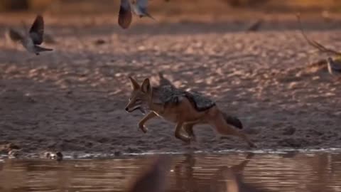 Fox hunting Bird