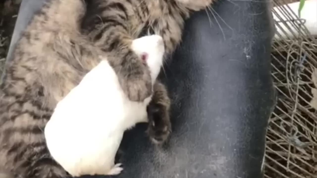Funny cat video