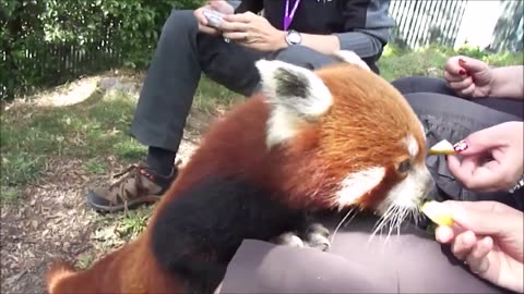 Most Adorable Red Panda - CUTEST Compilation