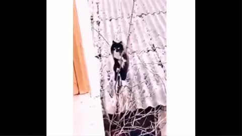 funny animal video