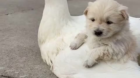 "Animals Doing Things - Hilarious Duck and Dog Puppy Playtime!