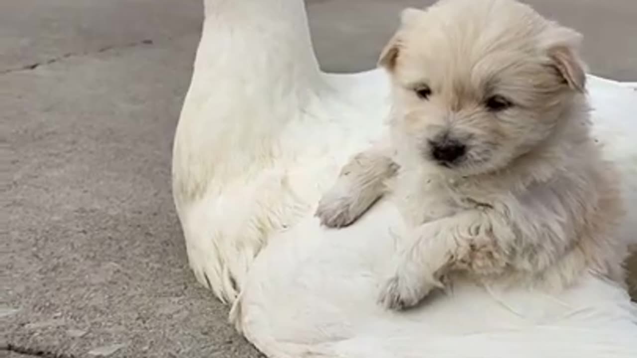 "Animals Doing Things - Hilarious Duck and Dog Puppy Playtime!