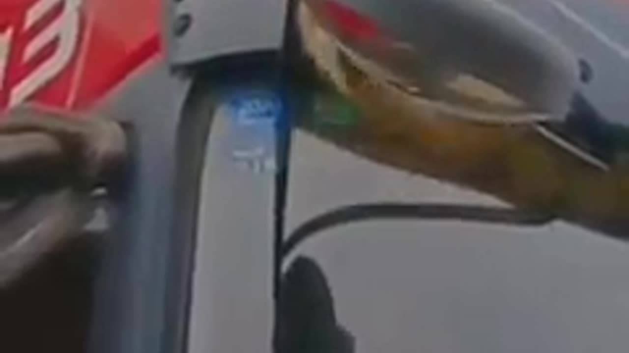 funny Animals
