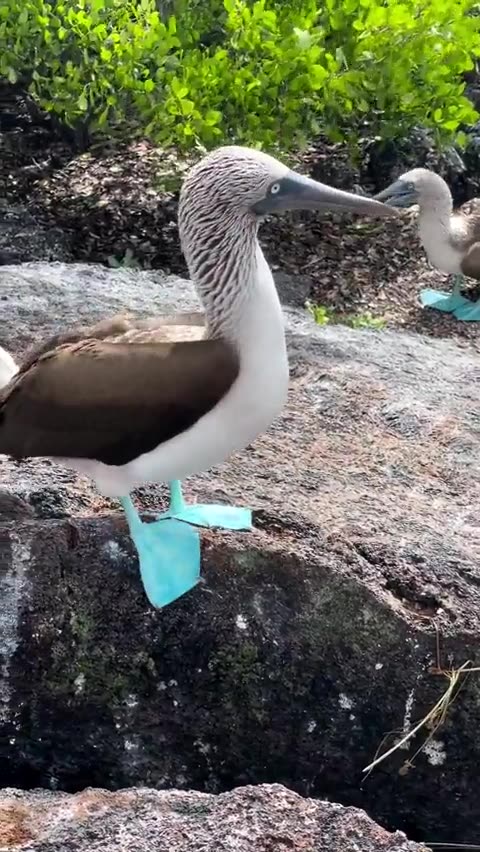 The Blue-footed booby