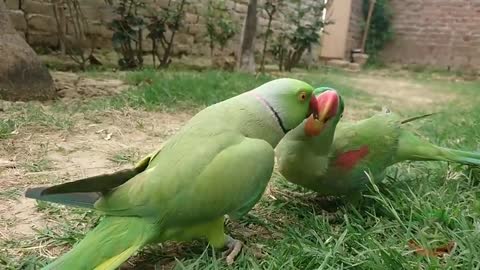 Parrot want kiss