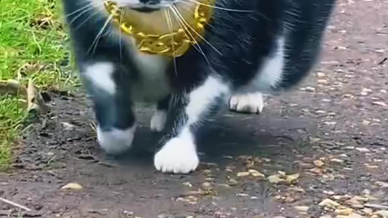 Cute and funny cat video.