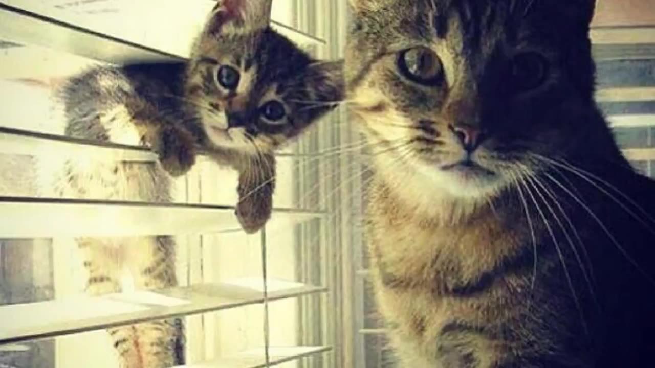 1 Minutes Completion Of Cute Cats..