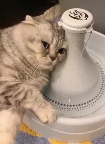 EVEN CATS KNOW THE HEALING POWERS OF SOUND AND 💦WATER