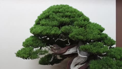 Bonsai