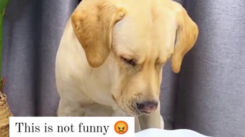 Animals_funy/The angry dog🐕🐕🤣🤣