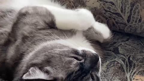 Funny cute cat is sleeping like people