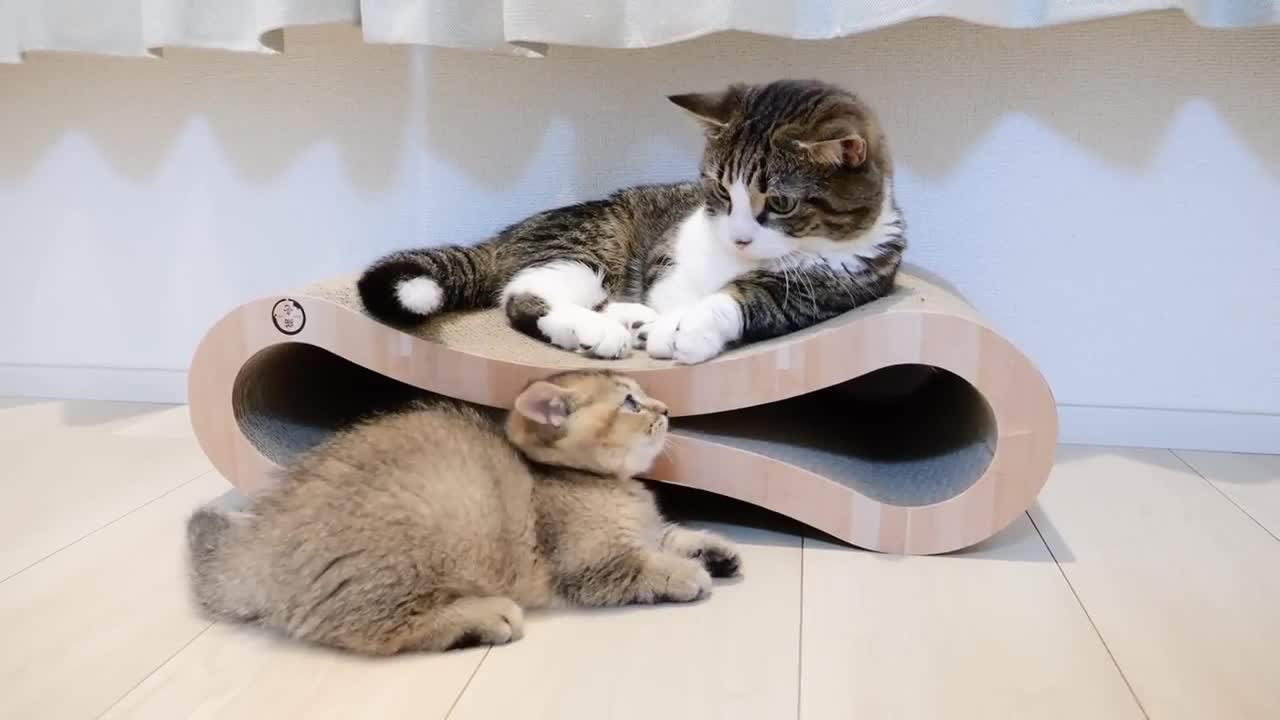 Kitten Kiki loves daddy cat too much and chases him around lol-13