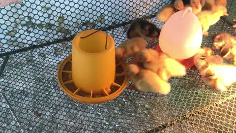 Incredible Pekin Duck Hatching: Ducklings have hatched