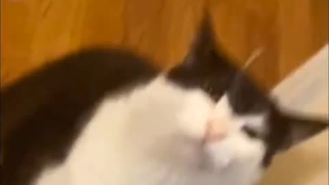 #funny#animals# funnyanimals